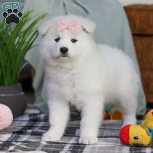 Remi, Samoyed Puppy